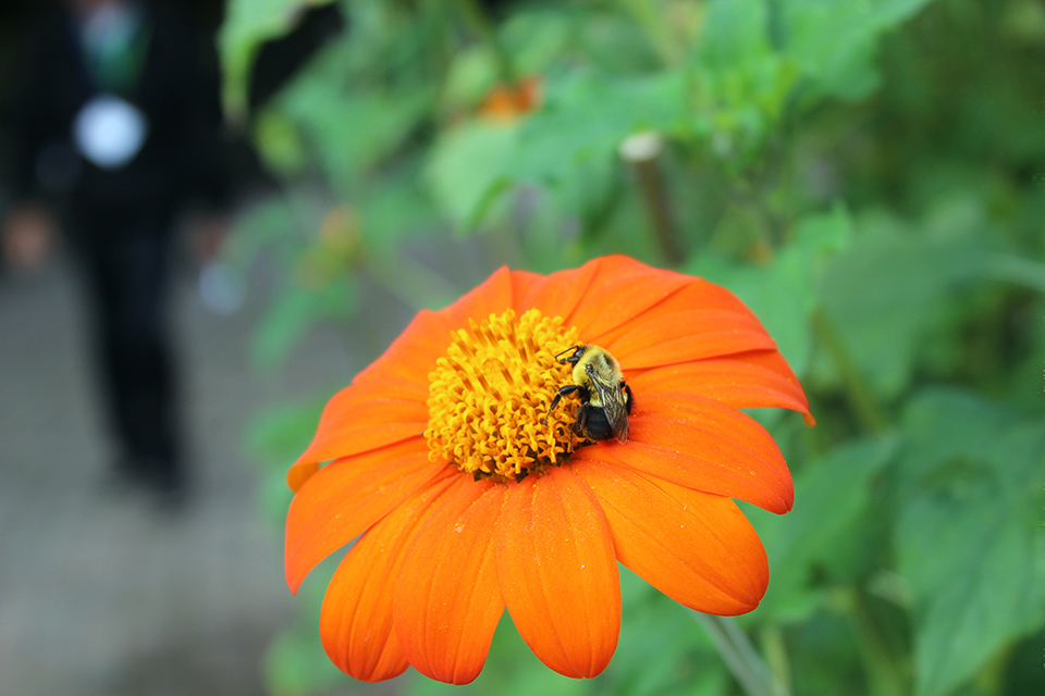 Single orange flower with a bee on it.